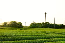 von ajari from Japan (tea plantation_17) [CC BY 2.0 (http://creativecommons.org/licenses/by/2.0)], via Wikimedia Commons