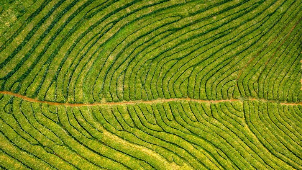 Flugtee – First Flush aus Darjeeling 2020